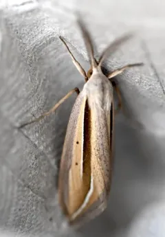 Dull Doryodes Moth thumbnail 4