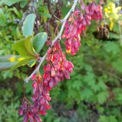 European barberry thumbnail 3