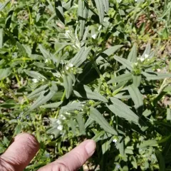corn gromwell thumbnail 2