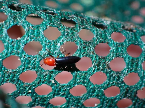Clover Stem Borer