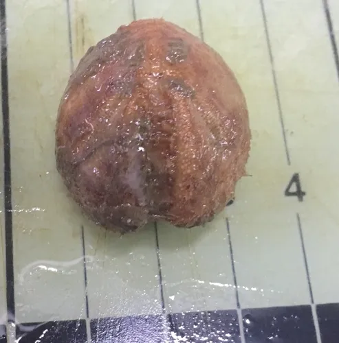 Brisaster fragilis