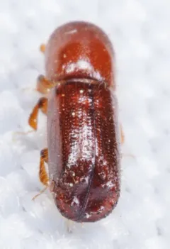 Hickory Timber Beetle thumbnail 4
