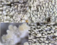 Spiny Webcrust thumbnail 1