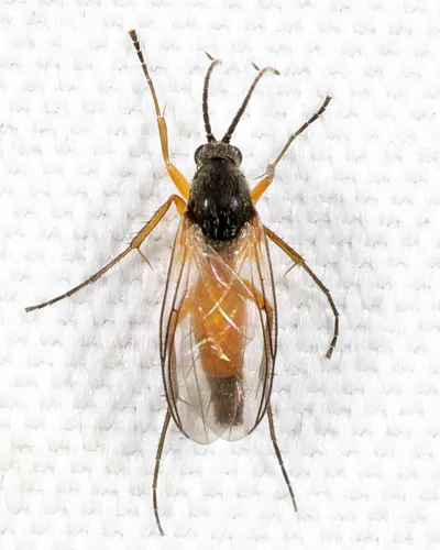 Docosia dichroa