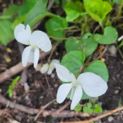dooryard violet thumbnail 4