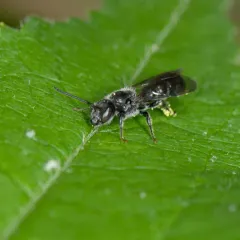 Mock-orange Scissor Bee thumbnail 4