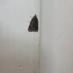 Stored grain moth thumbnail 4