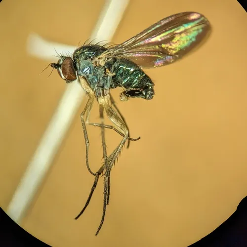 Gymnopternus meniscus