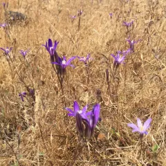 crown brodiaea thumbnail 2