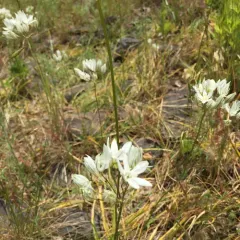 white brodiaea thumbnail 2