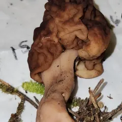 Gyromitra splendida thumbnail 2