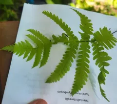 broad beech fern thumbnail 4