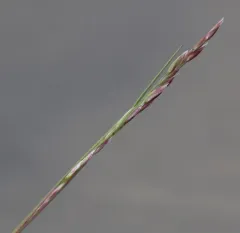 Rough Fescue thumbnail 2