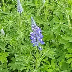 Nootka Lupine thumbnail 4