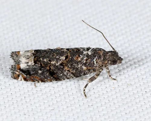 Gretchena dulciana