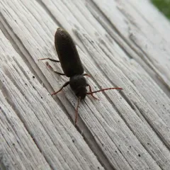 Black Spruce Borer thumbnail 2