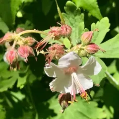 Rock Crane's-bill thumbnail 3