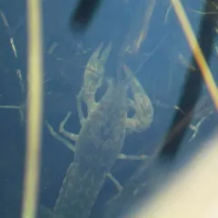 Calico Crayfish thumbnail 1