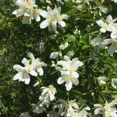 Lewis' mock orange thumbnail 2