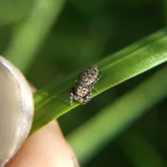 Peppered Jumping Spider thumbnail 1