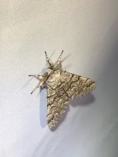 Giant Panthea Moth thumbnail 4