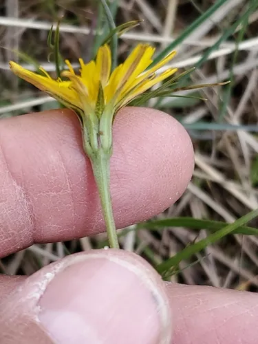 Grey Salsify