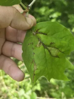 sycamore anthracnose thumbnail 3