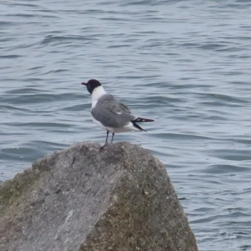 Laughing Gull