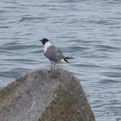 Laughing Gull thumbnail 1