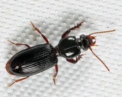 Clivina americana thumbnail 2