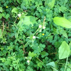 Black Medick thumbnail 2