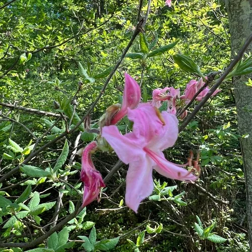 early azalea