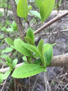 Siebold's Viburnum thumbnail 2