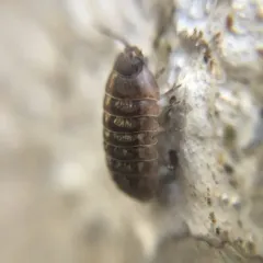 Common Pill Woodlouse thumbnail 4
