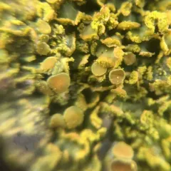 Powdery Sunburst Lichen thumbnail 1