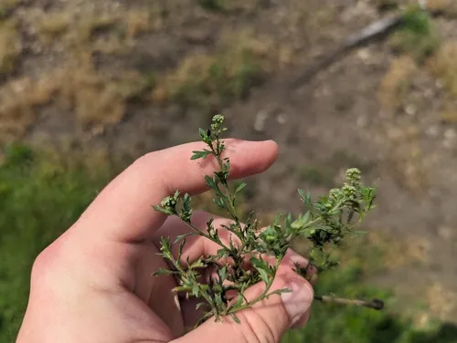 Veiny Pepperweed