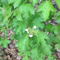 guelder-rose thumbnail 4