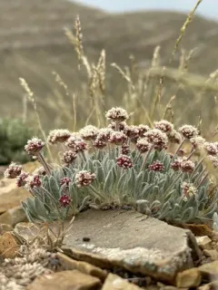 Imperfect Buckwheat thumbnail 3
