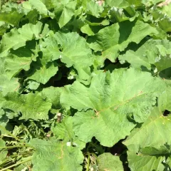 greater burdock thumbnail 2