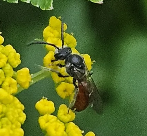 Buttercup Blood Bee