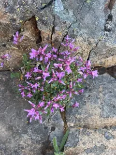Brewer's rockcress thumbnail 3