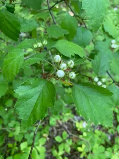 Biltmore Hawthorn thumbnail 2