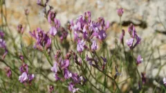 Toano Milkvetch thumbnail 3