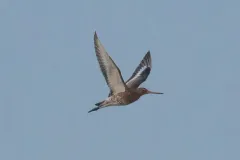 Black-tailed Godwit thumbnail 4