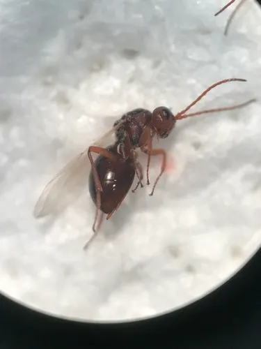 Antistrophus rufus
