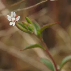 little willowherb thumbnail 3
