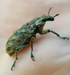 Large Thistle Weevil thumbnail 4