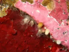 Phoronis ijimai thumbnail 2
