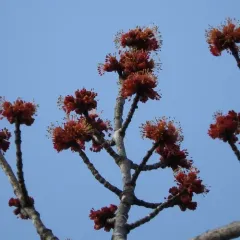 red maple thumbnail 2