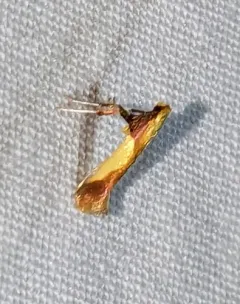 Witch-hazel Caloptilia thumbnail 1